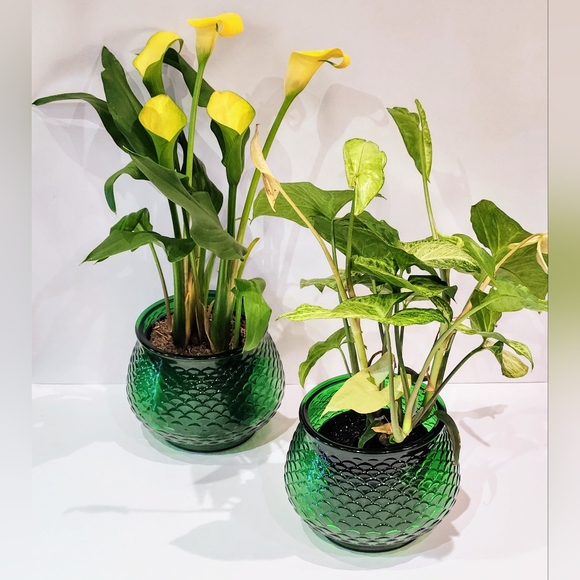 Set Of 2 green glass bowl vases. By E.O. Brody Cleveland Ohio - Picture 3 of 8